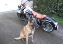 Chien antivol