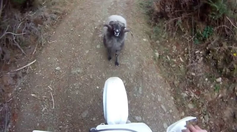 bélier vs motocross